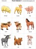 Farm Animals 1 flashcards